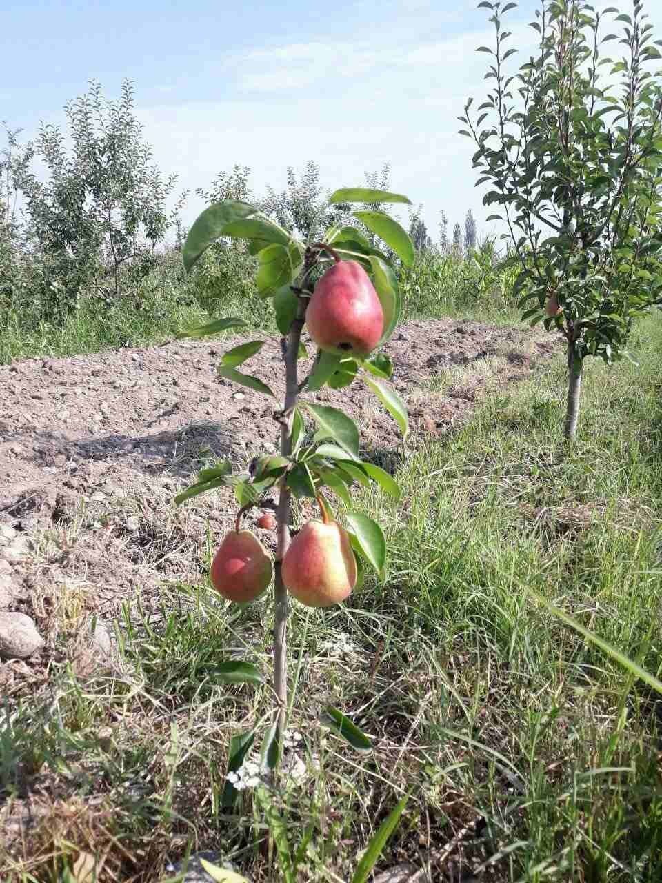 Sifatli serhosil nok koʻchatlarimiz