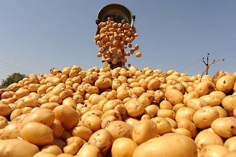Продам картофель