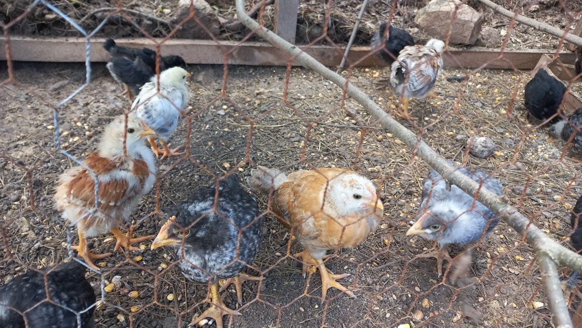 Pui de găină 4 săptămâni