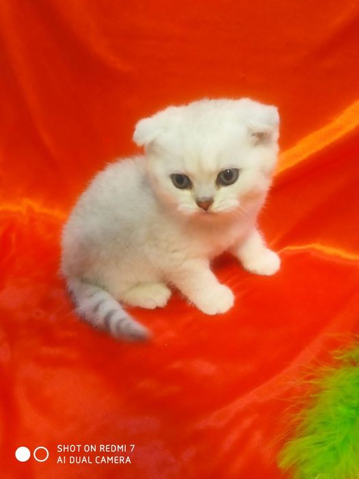 Продаются катята