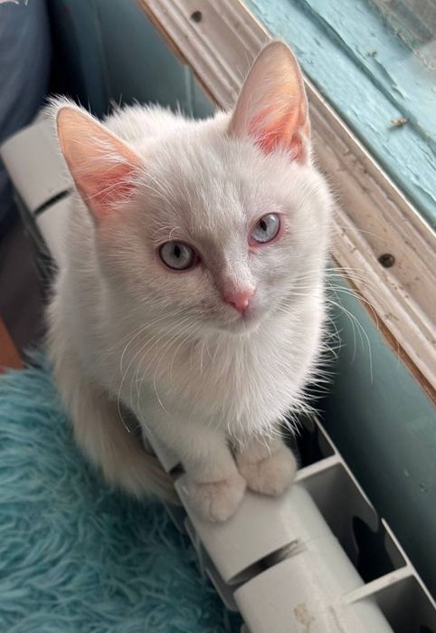 Отдам котёнка, по желанию вместе с мамой кошкой