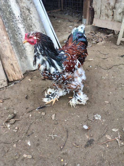 Vand Brahma portelan