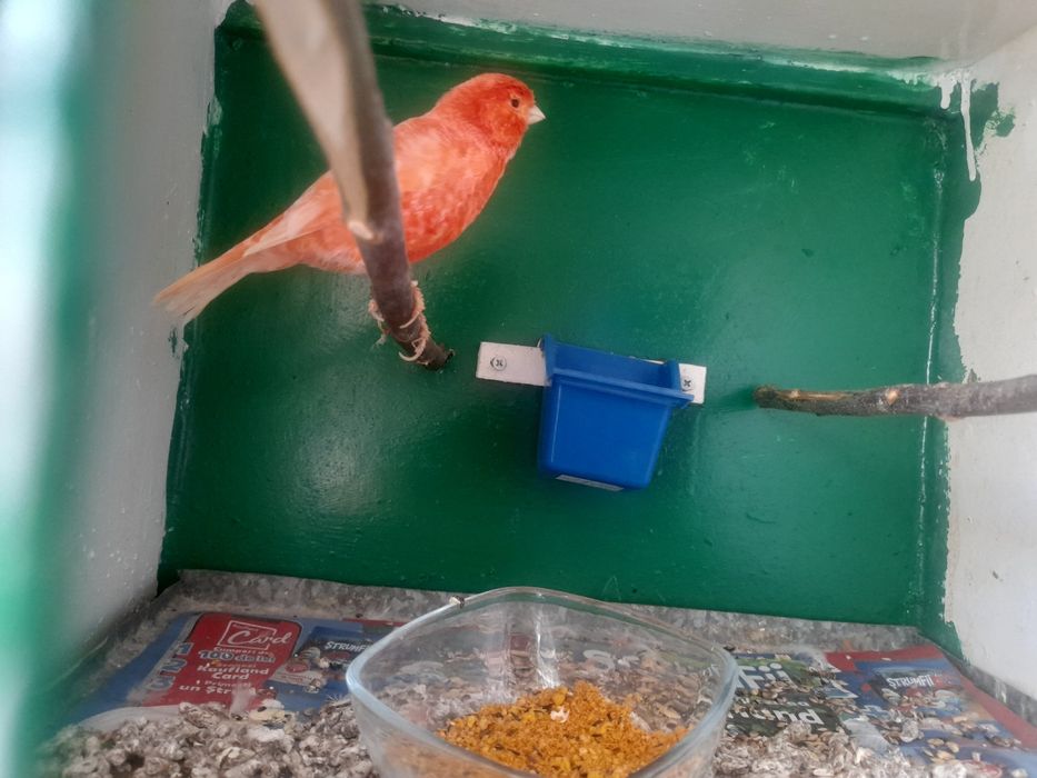 Canari de dat frumosi si galagiosi