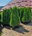 Plante decorative tuia