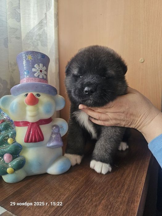 Щенки американской акиты