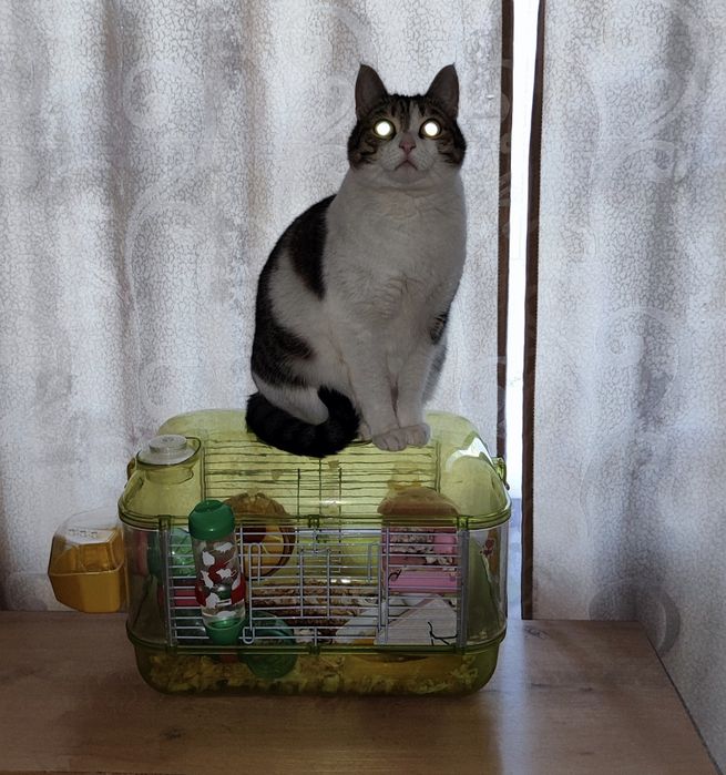 Клетка бесплатно