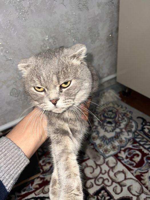 Scottish Foldler sotiladi