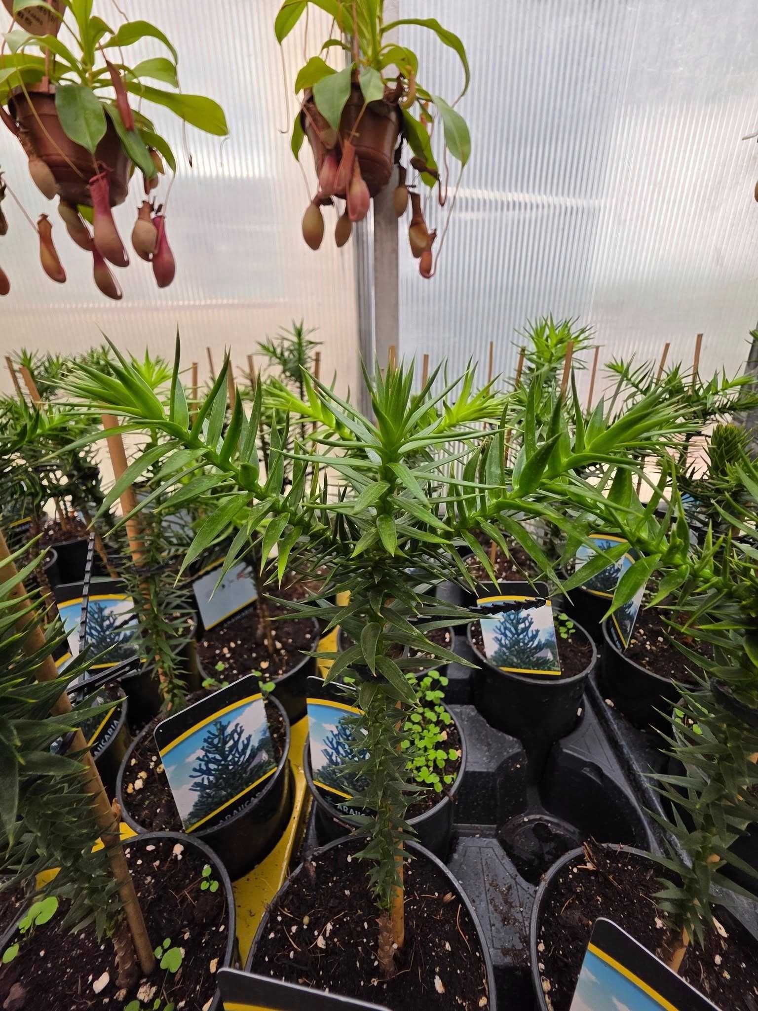 Араукария, Чилийски бор -Araucaria araucana