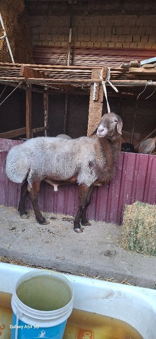 Кой кочкор бор.уйда халол бокилган