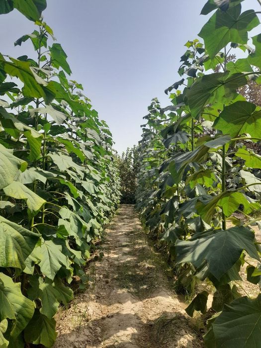 Pavlonya ko'chatlari va biagomes
