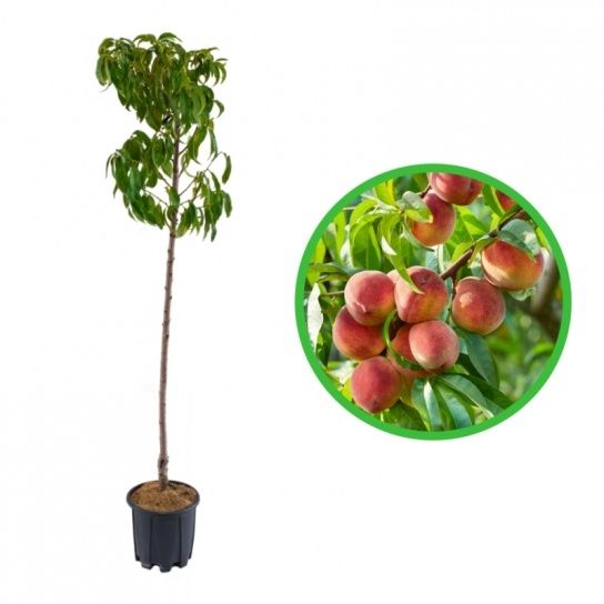 Pomi Fructiferi La Ghiveci (Piersic )