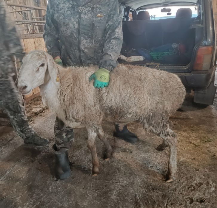 Продам молодого кошкара