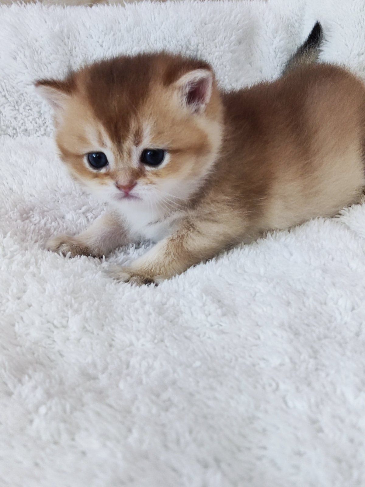 British shorthair NY 11 golden.