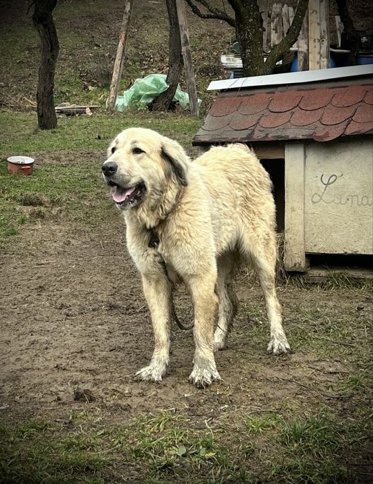 Donez Femela caine Ciobanesc