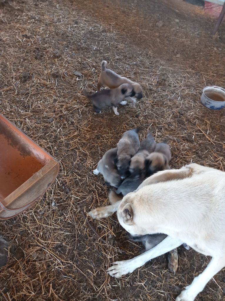 Vând căței kangal