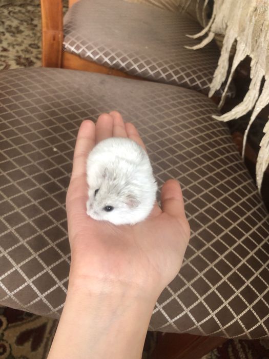 Продаю хомяка …..