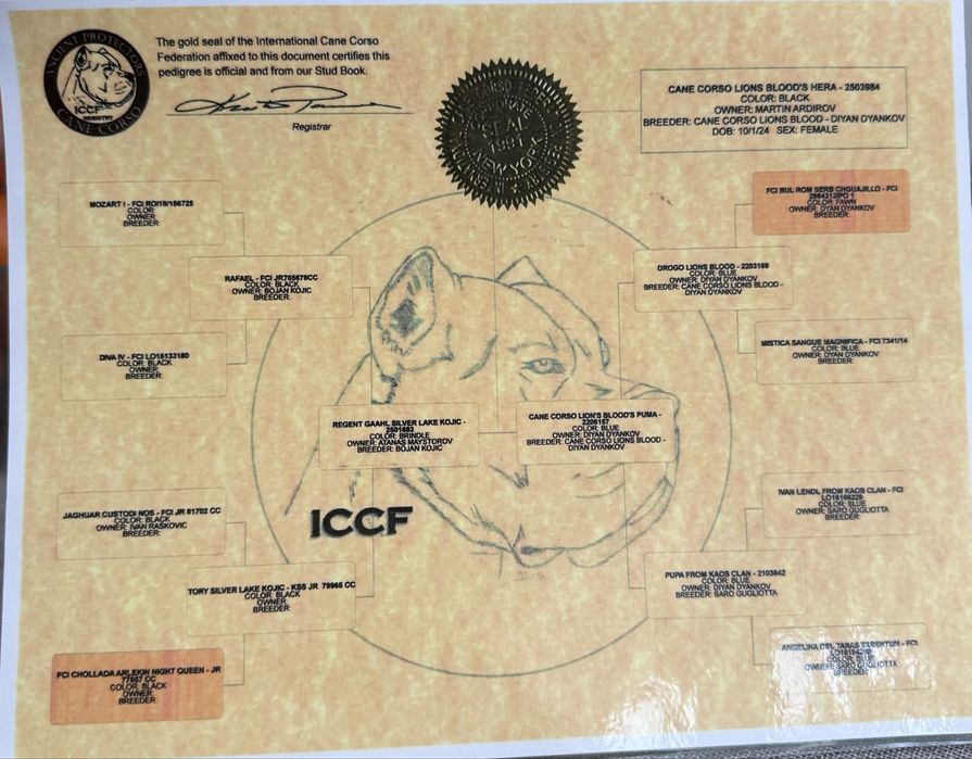 Уникални кученца кане корсо италяно,шоу клас чистокръвни.