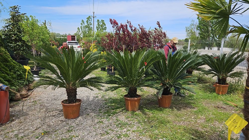 Palmierii trachycarpus Fortunei. Și cycas revolut