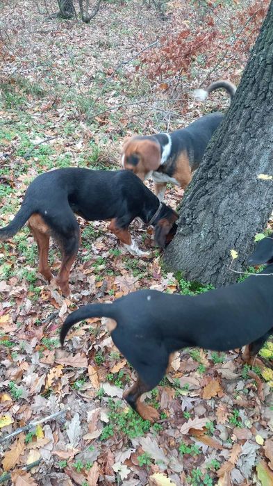 Продавам четири гончета