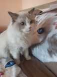 Motănel Ragdoll adult