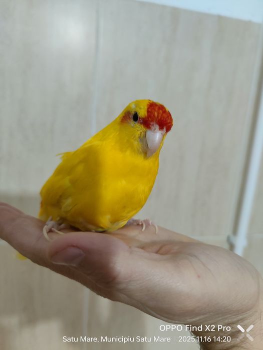 Pereche Kakariki pe oua cu colivie, cuib, accesorii, hrana