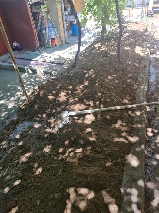 Pământ negru veget