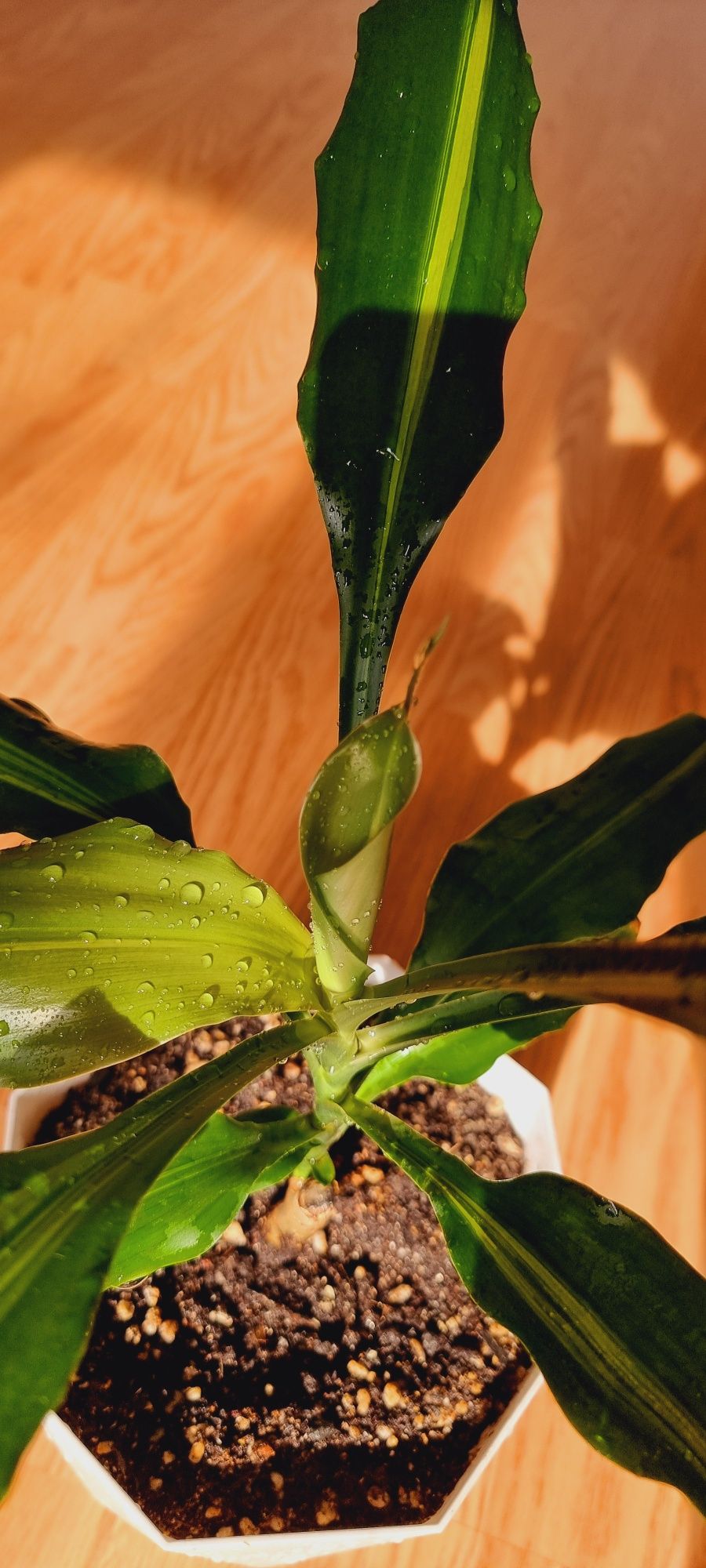 Драцена душистая (Dracaena fragrans)