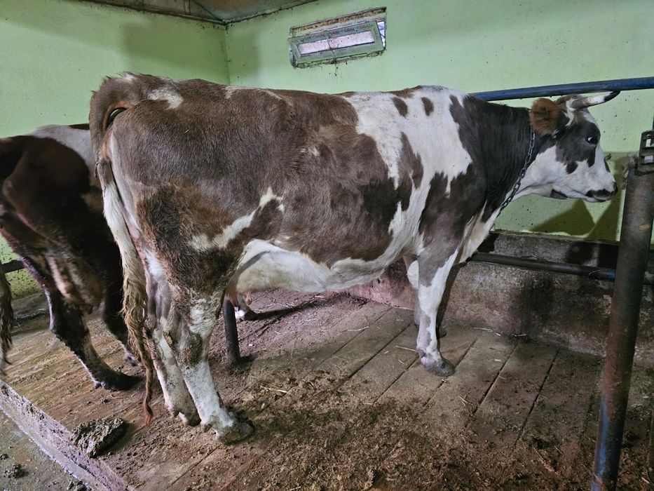 Продаются Коровы!