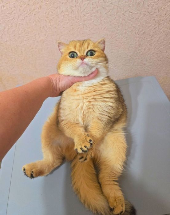 Привозная кошечка с родословной!!