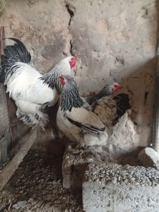 Broma Tuxumlari sotiladi 15 ming joʻjasiga zakas olamiz