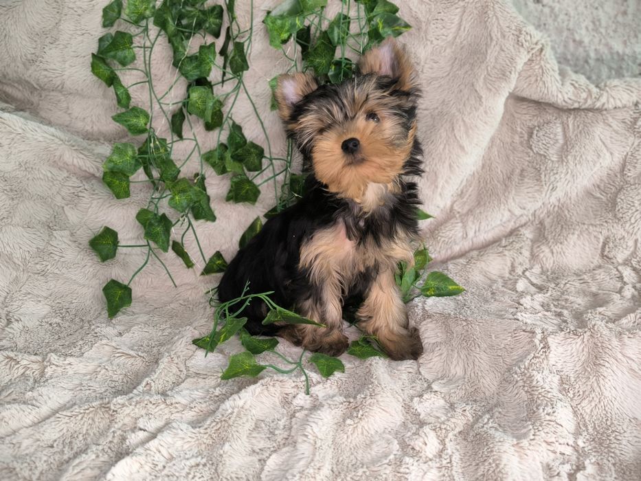 Vand baietel Yorkshire terrier mini