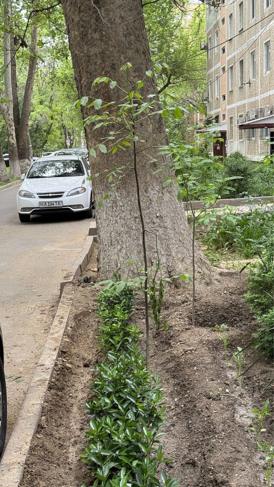 Каштаны свои огородные