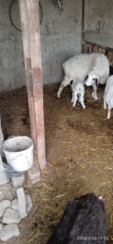Она бачча каракулог куй