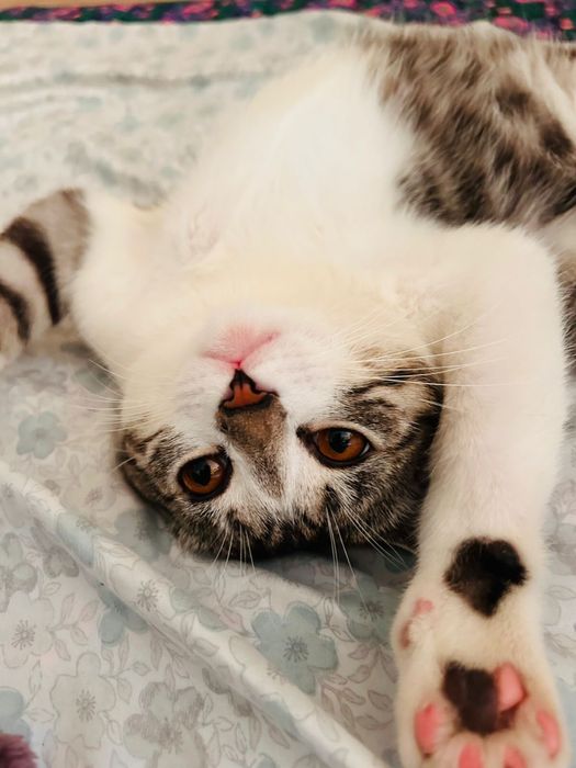 Отдам кот в хорошие руки