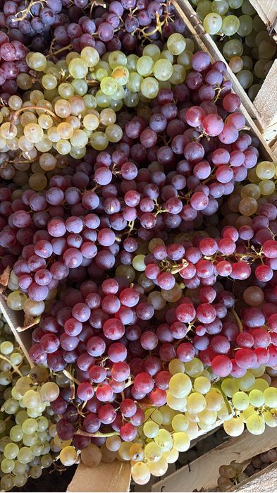 Vand struguri  de masa.