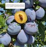 Prune pentru țuică