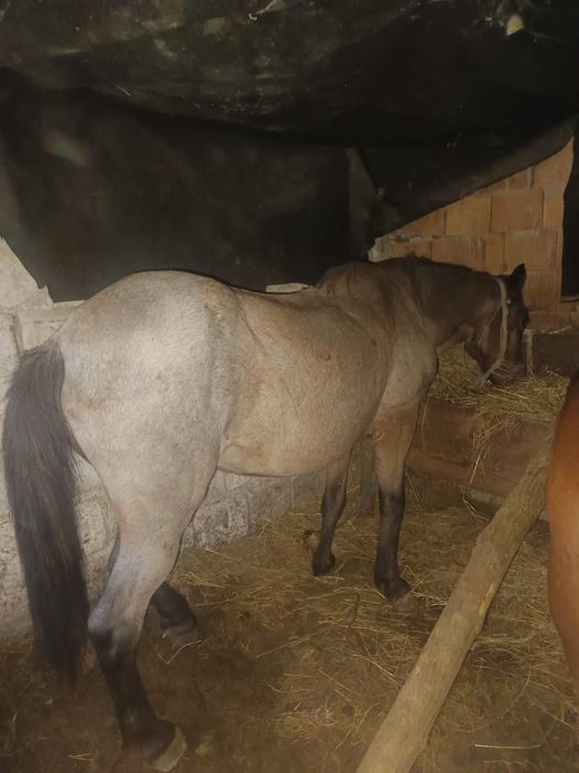 Iapa de vânzare  are 9 ani