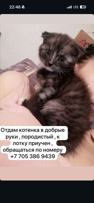 Отдам Котенка мальчик , к лотку приучен на отлично .