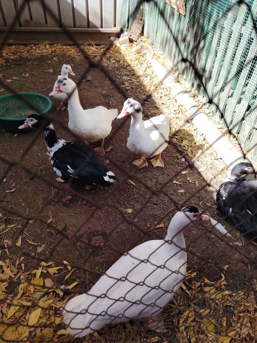 Продам семейками индоуток