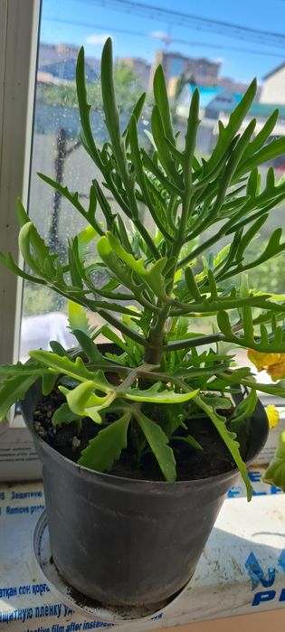 Деревцо оленьи рога(для очищения воздуха в доме)