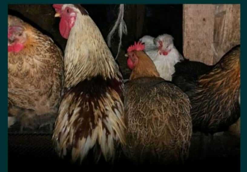Продавам зелени и обикновени оплодени кокоши яйца за люпене.