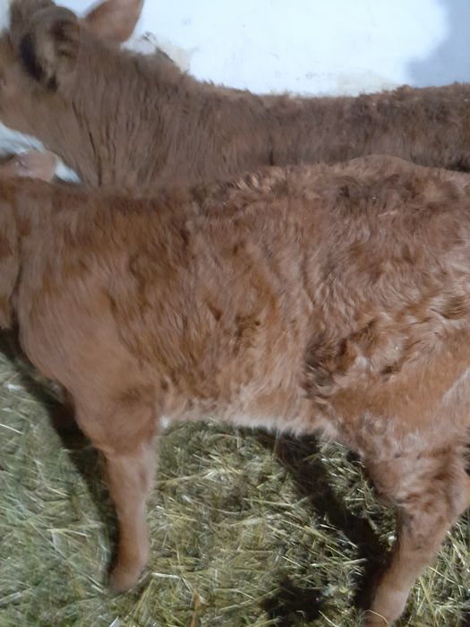 Tauras si vitea baltati semiintarcati