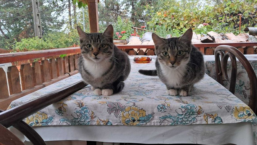 Ofer spre adopție trei pisici metis din Geoagiu-Bai / Jud HD