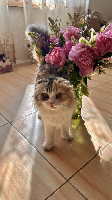 Отдам даром кошку шатландскую веслоухую