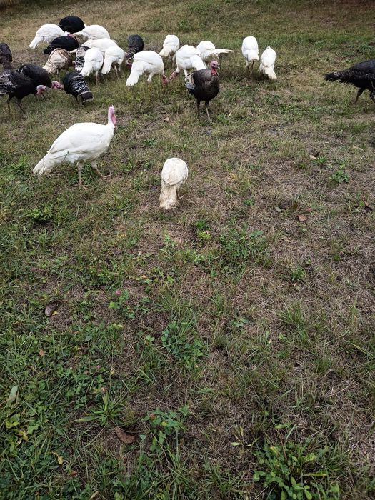 Curci Curcani românești