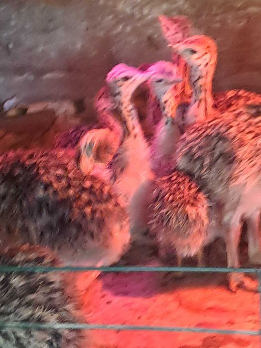 Vand pui de strut african