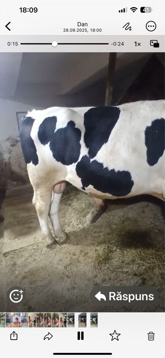 Vand taur holstein