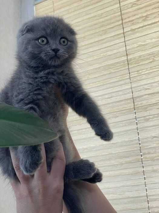Скоттиш фолд skotish fold yaxwilab uqing