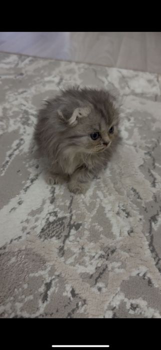 Британский кошка