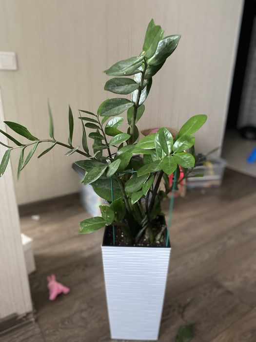 замиокулькас цветок брала за 50.000